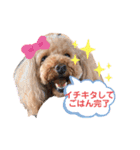トイプードルのわふちゃんvol.2（個別スタンプ：12）