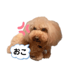 トイプードルのわふちゃんvol.2（個別スタンプ：16）
