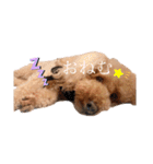 トイプードルのわふちゃんvol.2（個別スタンプ：18）