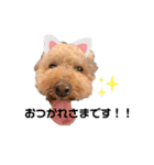 トイプードルのわふちゃんvol.2（個別スタンプ：19）
