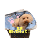 トイプードルのわふちゃんvol.2（個別スタンプ：20）