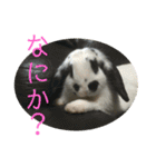 うさ友スタンプ（個別スタンプ：5）