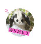 うさ友スタンプ（個別スタンプ：6）