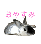 うさ友スタンプ（個別スタンプ：9）