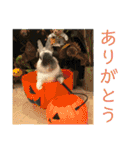 うさ友スタンプ（個別スタンプ：10）