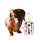 我が家のエアー(第三弾)（個別スタンプ：10）