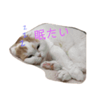 みゃうちゃんスタンプ2（個別スタンプ：4）