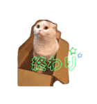 みゃうちゃんスタンプ2（個別スタンプ：13）