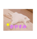 みゃうちゃんスタンプ2（個別スタンプ：15）