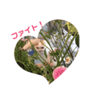 みゃうちゃんスタンプ2（個別スタンプ：16）