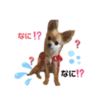 チワワのりんたん（個別スタンプ：2）