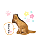 チワワのりんたん（個別スタンプ：7）