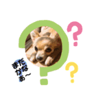 チワワのりんたん（個別スタンプ：10）