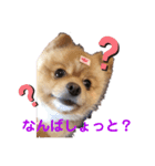 松岡家の仲間たち（個別スタンプ：5）