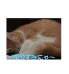 うちのちーずちゃん！（個別スタンプ：1）