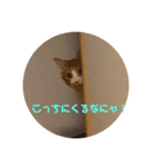 うちのちーずちゃん！（個別スタンプ：5）