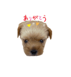 GOLD Yorkie（個別スタンプ：1）