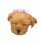 GOLD Yorkie（個別スタンプ：2）