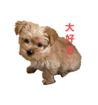 GOLD Yorkie（個別スタンプ：3）