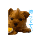 GOLD Yorkie（個別スタンプ：4）
