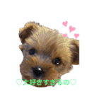 GOLD Yorkie（個別スタンプ：5）