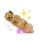 GOLD Yorkie（個別スタンプ：6）