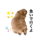 GOLD Yorkie（個別スタンプ：7）