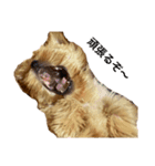GOLD Yorkie（個別スタンプ：8）