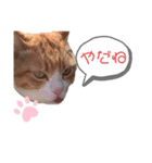 げんた(仮名)スタンプ（個別スタンプ：8）