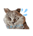 猫のそらさんver.2（個別スタンプ：1）