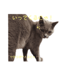 猫のそらさんver.2（個別スタンプ：2）