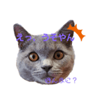 猫のそらさんver.2（個別スタンプ：3）