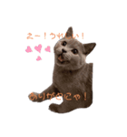 猫のそらさんver.2（個別スタンプ：4）