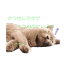 猫のそらさんver.2（個別スタンプ：5）