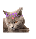 猫のそらさんver.2（個別スタンプ：6）