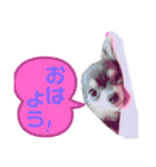 チワワのお返事スタンプ（個別スタンプ：1）