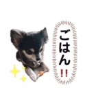チワワのお返事スタンプ（個別スタンプ：5）
