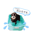チワワのお返事スタンプ（個別スタンプ：9）