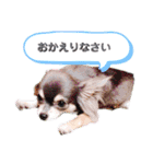 チワワのお返事スタンプ（個別スタンプ：10）