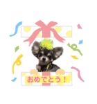 チワワのお返事スタンプ（個別スタンプ：12）