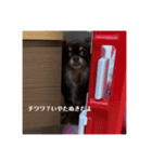たんちゃんのすたんぷう（個別スタンプ：1）
