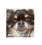 たんちゃんのすたんぷう（個別スタンプ：3）