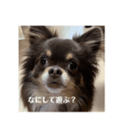 たんちゃんのすたんぷう（個別スタンプ：5）