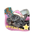 保護っ子ワンニャン（個別スタンプ：1）