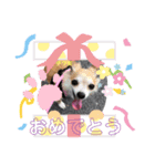 保護っ子ワンニャン（個別スタンプ：4）