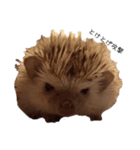 ハリネズミのうに丸（個別スタンプ：1）