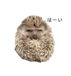 ハリネズミのうに丸（個別スタンプ：5）
