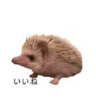 ハリネズミのうに丸（個別スタンプ：8）