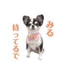 チワワのみる（個別スタンプ：2）