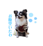 チワワのみる（個別スタンプ：3）
